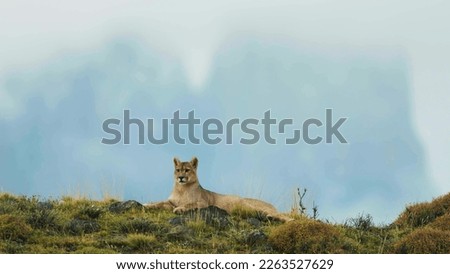 Lion sitting on mountain | loin | animal | hunter