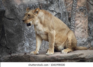 lion side view sitting