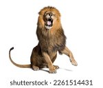 Lion sitting pulling a face, looking at the camera and showing its teeth with a raised paw, isolated on white
