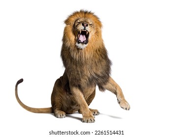 León sentado tirando de la cara, mirando la cámara y mostrando sus dientes con una pata elevada, aislado en blanco