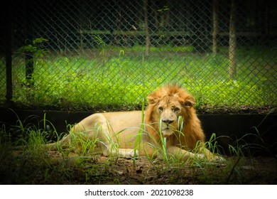 Lion Sitting In A Road Side