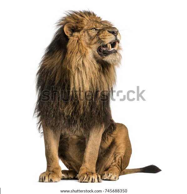 白い背景に座っているライオン 吠える パンテラ レオ 10歳 の写真素材 今すぐ編集