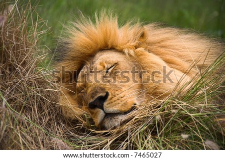 a lion sleeping in the afternoon, resting from the african sun