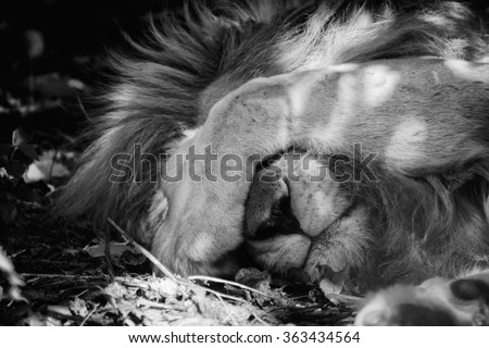 a lion sleeping in kruger national park