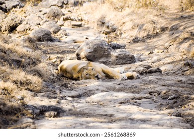 Lion sleeping on the ground. It is surrounded by dry leaves and rocks - Powered by Shutterstock