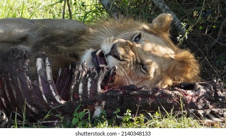 A lion sleeps on a skeleton of a buffalo