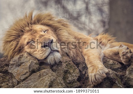 The Lion sleeps peacefully on some rocks.