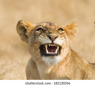 Lion Snarling