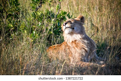 110 Sniffing Lion Images, Stock Photos & Vectors 