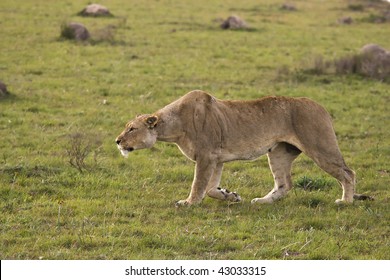 Lion Stalking On The Plains.