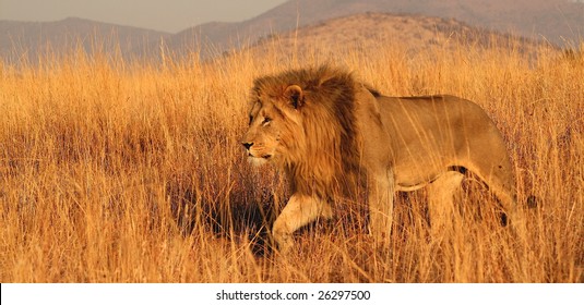 Lion Stalking Through Long Grass