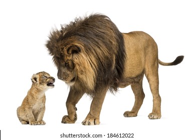 Lion Standing And Looking A Lion Cub