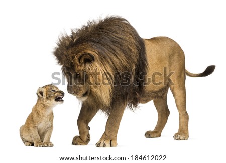 Lion standing and looking a lion cub