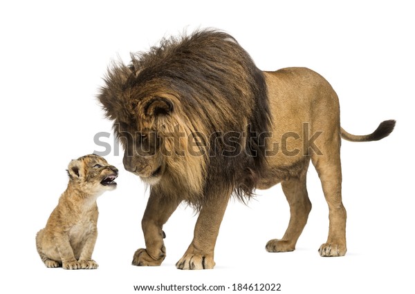 Lion Debout Et Regardant Un Lionceau Photo De Stock Modifiable