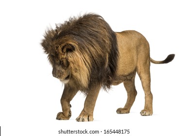Side View Lion Walking Looking Down Stock Photo (Edit Now) 165448370 ...