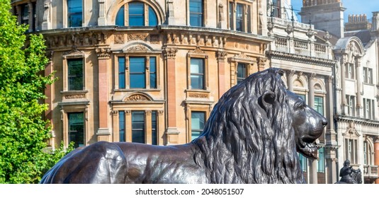 Lion Statue In Trafalgar Square, London.