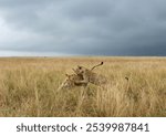 Lion subadults playing at Masai Mara, Kenya