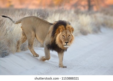 Lion at Sunrise