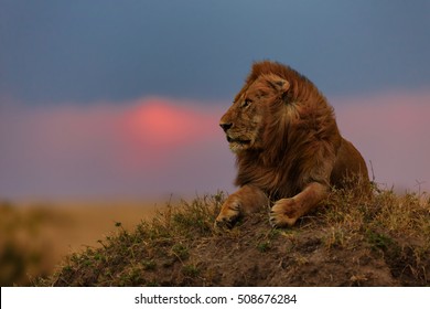 Lion At Sunset In Masai Mara, Kenya