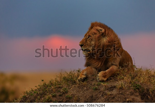 Photo De Stock De Lion Au Coucher Du Soleil à Modifier