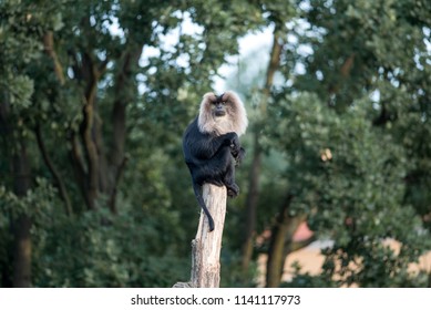 Lion Tailed Macaque.