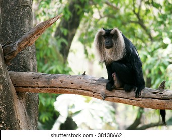 Lion Tailed Macaque