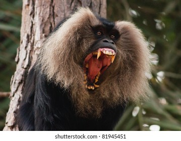 Lion Tailed Macaque