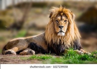 Lion takes a sunbath in the savannah