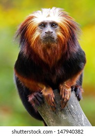 Lion Tamarin