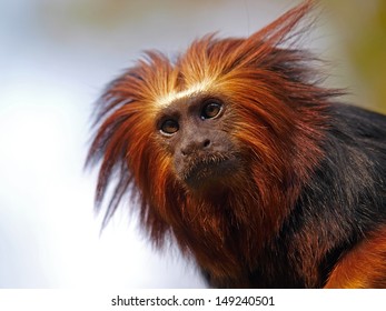 Lion Tamarin