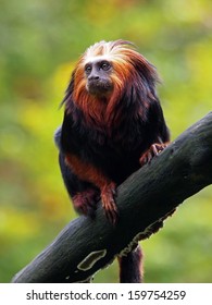 Lion Tamarin