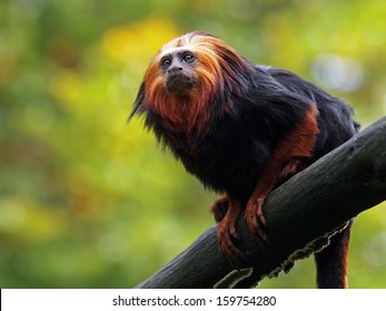 Lion Tamarin