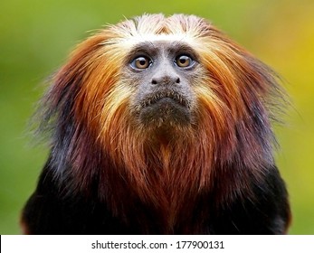 Lion Tamarin