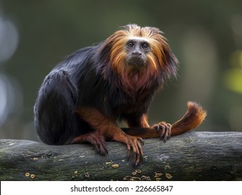 Lion Tamarin