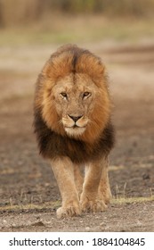 Lion in Tanzania's Ngorongoro Conservation Area