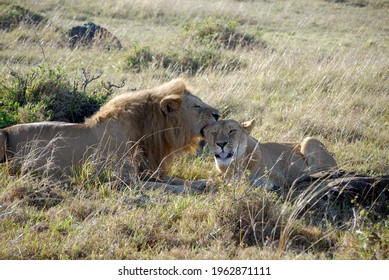 1,795 Lion licking Images, Stock Photos & Vectors | Shutterstock