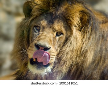 245 Lion licks lips Images, Stock Photos & Vectors | Shutterstock