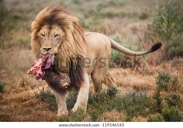 Lion Walking Big Piece Meat Stock Photo Edit Now