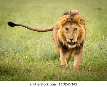 Lion Walking With A Long Tail Walking Towards The Camera