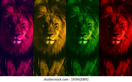 Lion Wallpaper の写真素材 画像 写真 Shutterstock