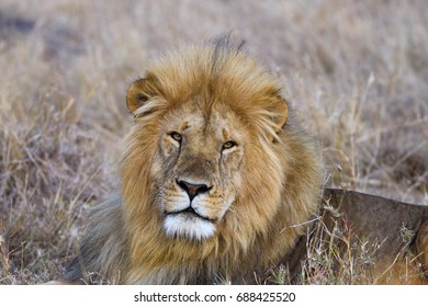 lion in the wild - Shutterstock ID 688425520