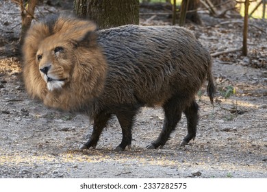 lion wild boar mounting in the forest of Kleinmachnow Berlin - Shutterstock ID 2337282575