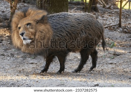 lion wild boar mounting in the forest of Kleinmachnow Berlin