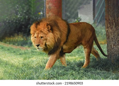 Lion wilderness, South Africa, Lion Images, Bigcat, Nature Images, Safari, Teeth, Loud, Public Domain Images