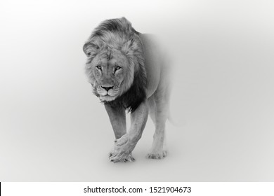 Lion wildlife king pride of africa - Powered by Shutterstock