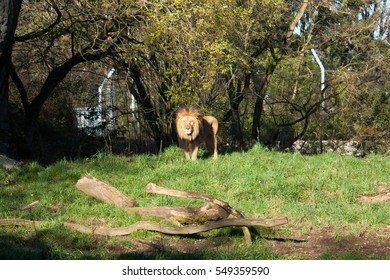 Lion In Woodland Park Zoo