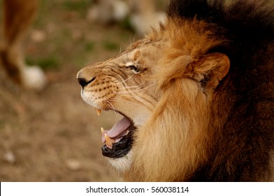 Lion Yawn