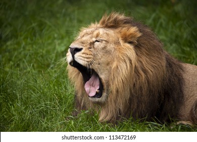 lion yawn close up against green grass background