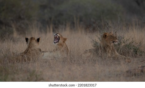 Lion Yawn At Dawn On Safari