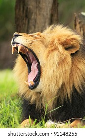 Lion Yawning